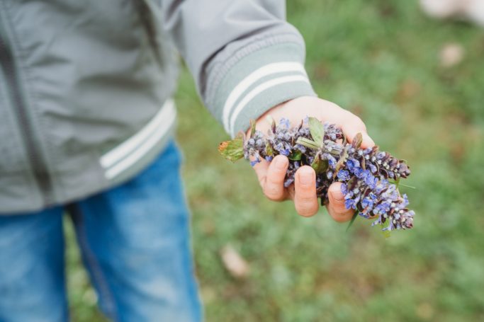 Kinderhand hält Lavendelblüten – Familien- und Kita-Fotografie im Allgäu